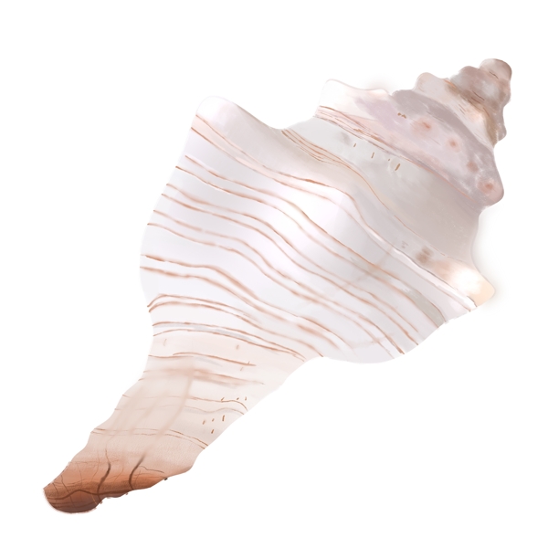 白色海螺动物
