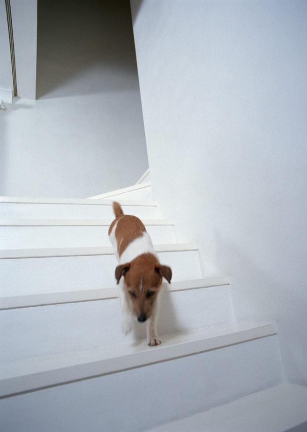 下楼梯的狗狗图片