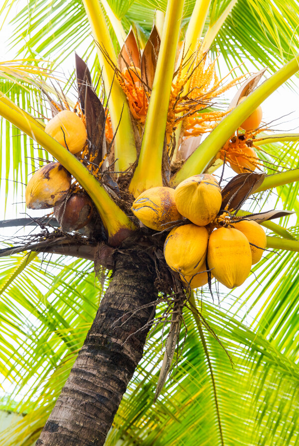 椰树上的果实图片
