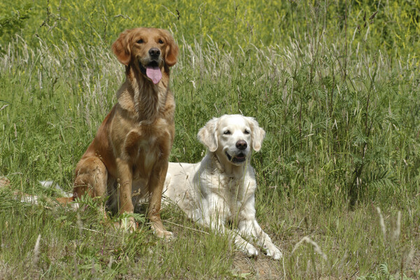 草地上的两只宠物狗