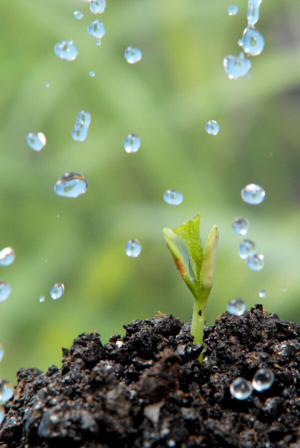 水滴与植物图片