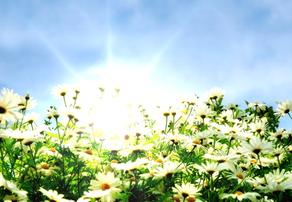 美丽鲜花背景图片