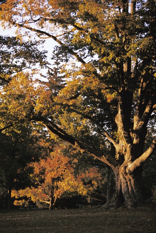 秋天的枫树摄影图片
