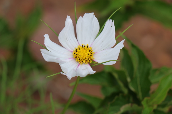 波斯菊