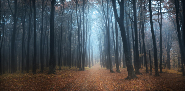 雾中的树林图片