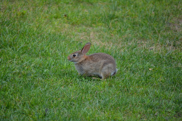 可爱草地小兔子图片