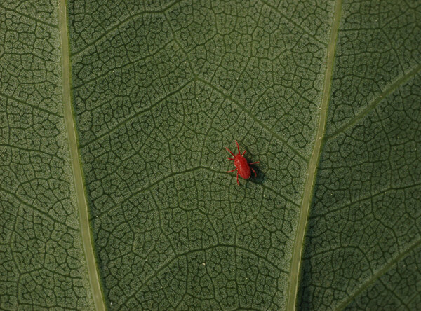 郁金香叶子上的红蜘蛛图片