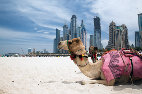 城市风景与骆驼图片