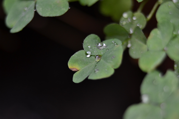 雨后的三叶草图片