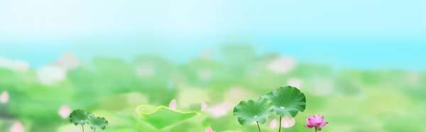 荷花清爽banner