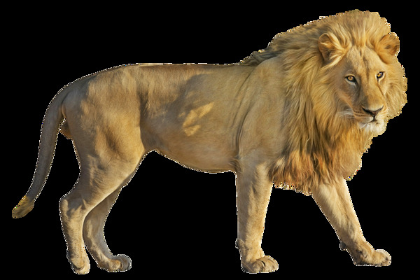 漂亮狮子侧面图免抠png透明图层素材