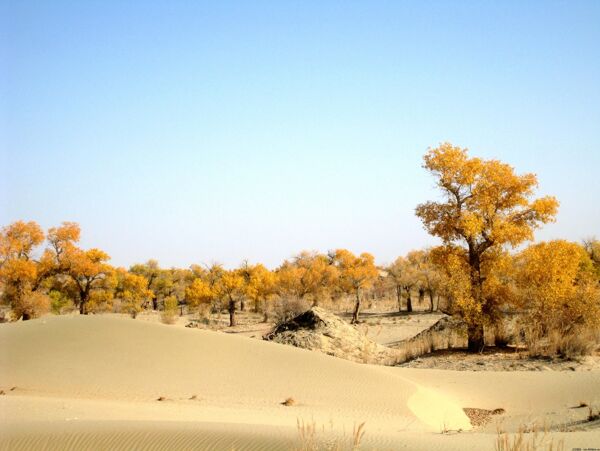 沙漠中的胡杨林