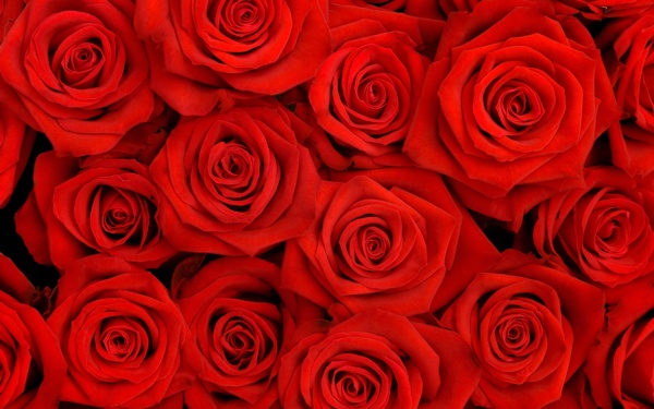 红玫瑰素材背景底纹
