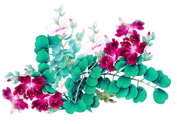 中国风紫荆花鸟图片