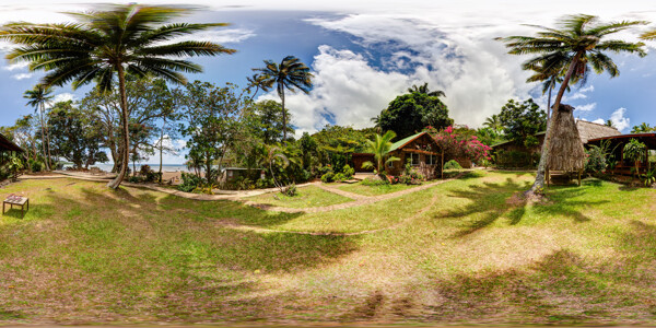 热带椰子树风景图片