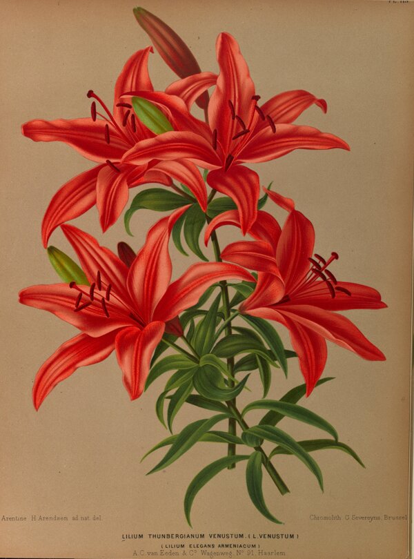 复古手绘红色百合花图片