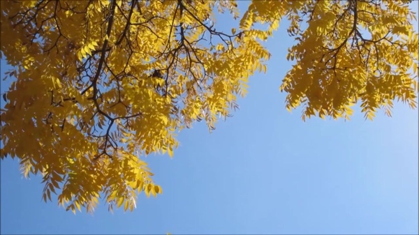 蓝色天空金色树叶素材