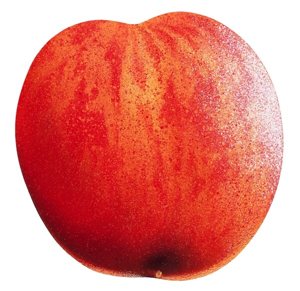 水蜜桃桃子特写桃子图片桃子标本桃子素材