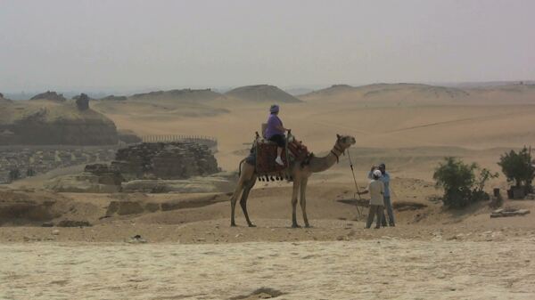 埃及吉萨骆驼沙漠股票视频视频免费下载