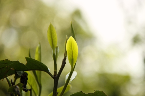 普洱茶树叶图片