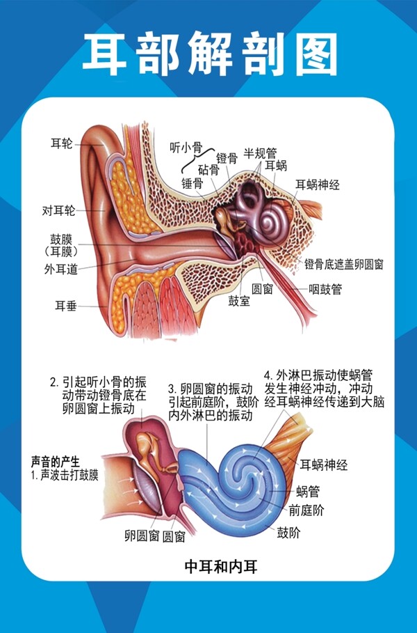 耳部解剖图