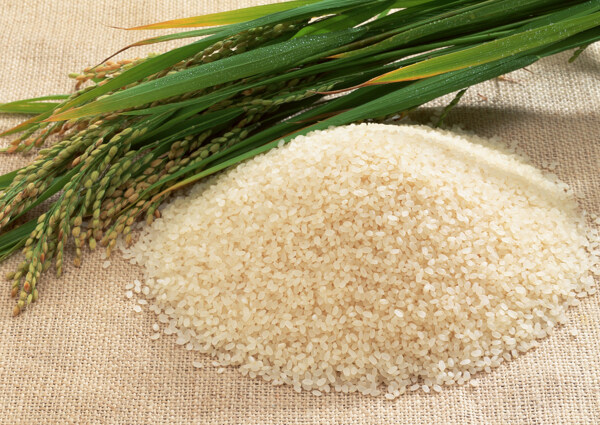 稻穗与新鲜大米图片