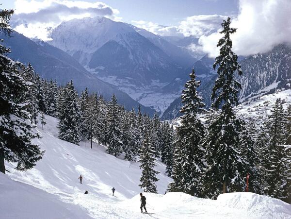 雪山青松图片