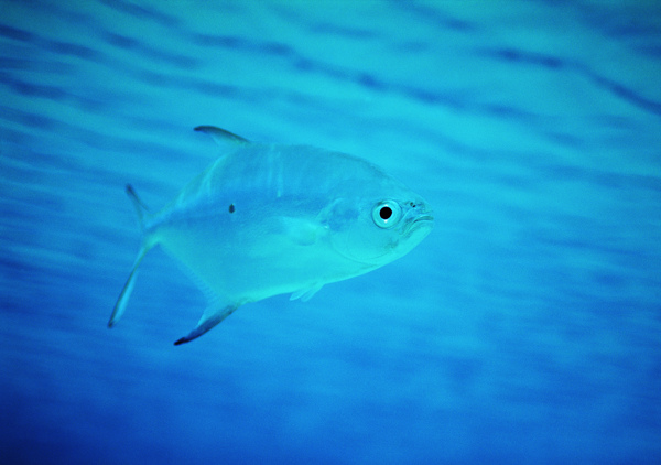 深海鱼类摄影图片