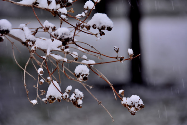 雪中陶然亭公园