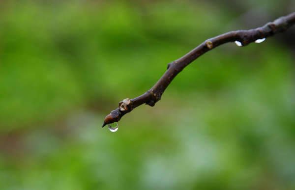 雨后树芽水滴图片