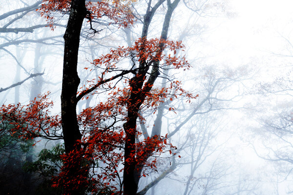雾中红叶