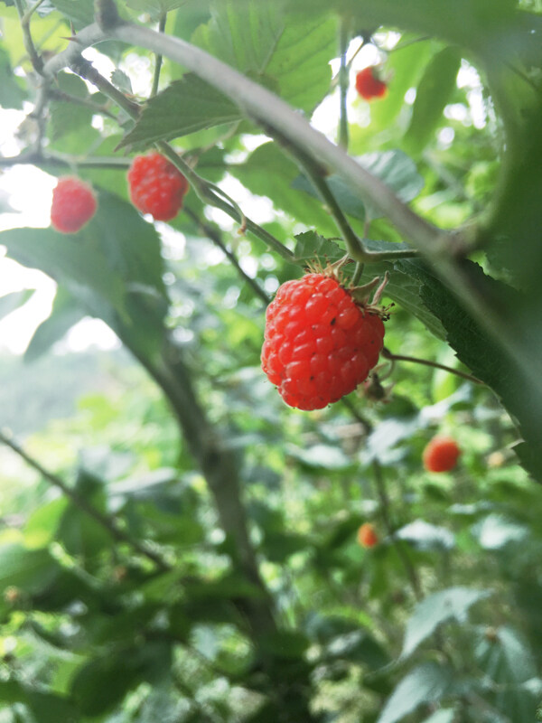 野草莓