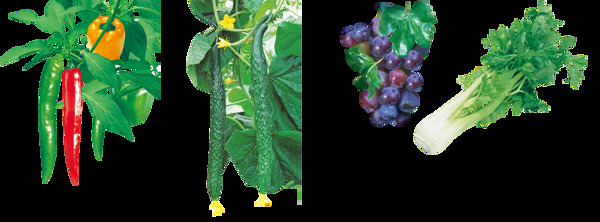 绿色植物水果蔬菜抠图素材