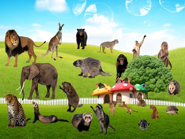 野生动物快乐家园图片