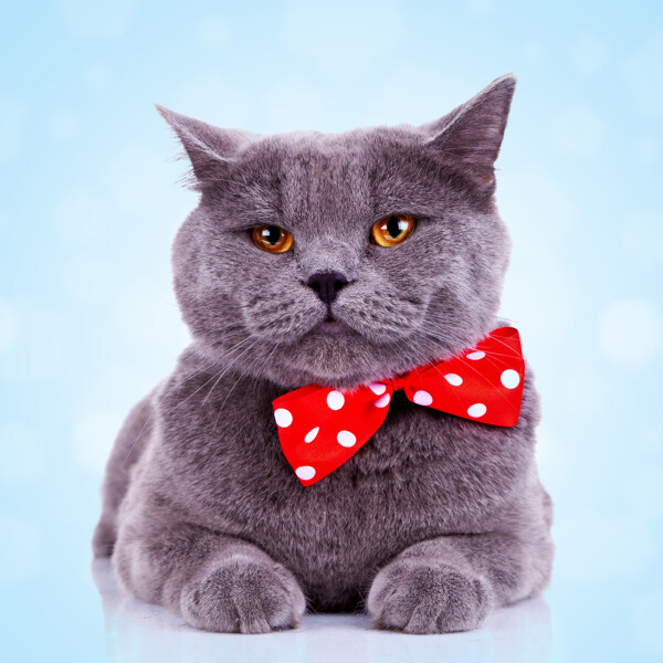 戴领结的小猫图片