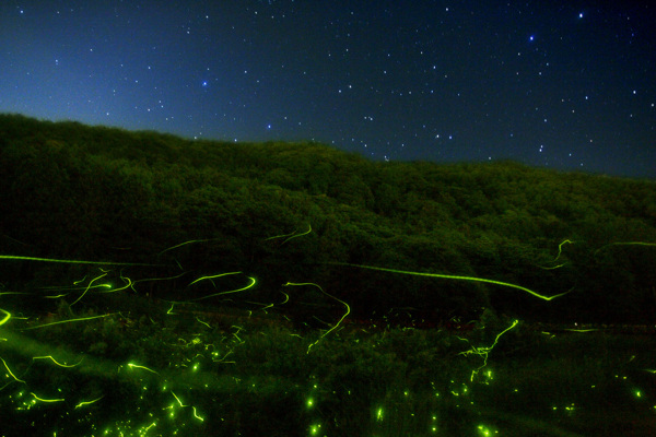 萤火虫的夜图片