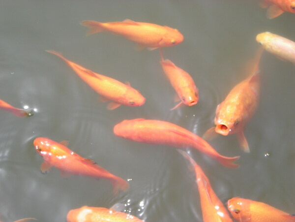 苏州水中鱼图片