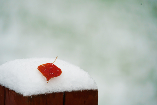 雪中的落叶