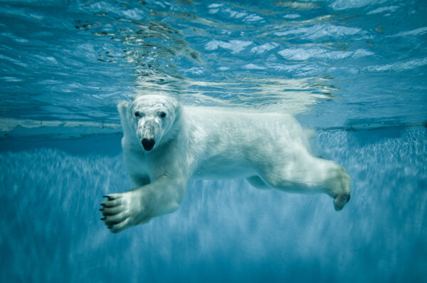 水里游泳的北极熊图片