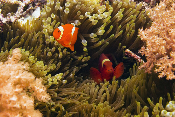 海洋鱼类图片