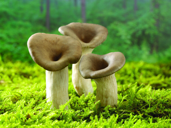 生长在草地上的三个蘑菇图片