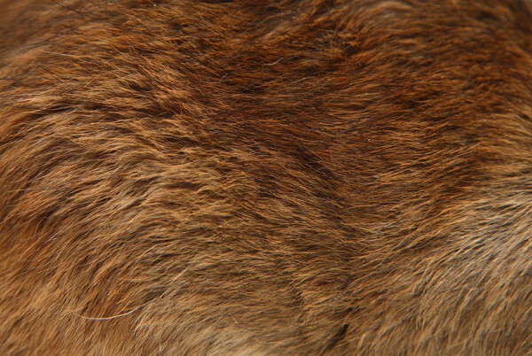 动物皮毛纹理图片