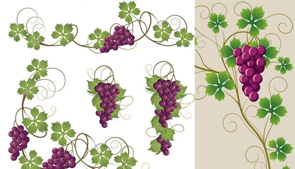 紫葡萄串和葡萄叶矢量素材图片