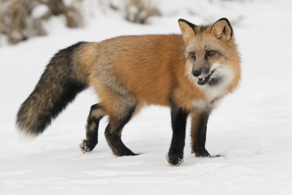 雪地上的狐狸