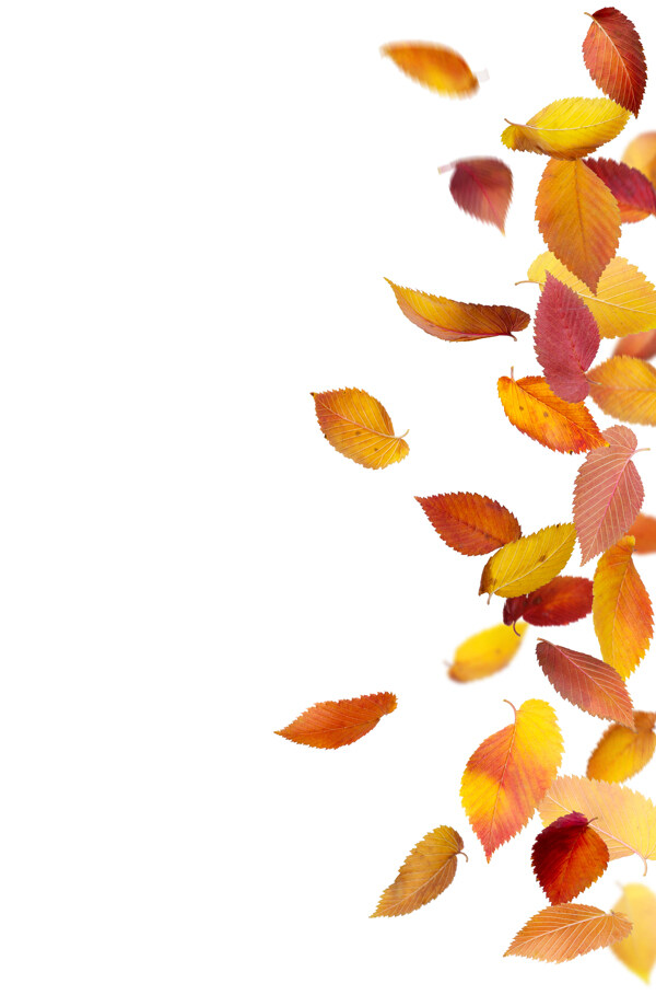 秋天落叶背景图片