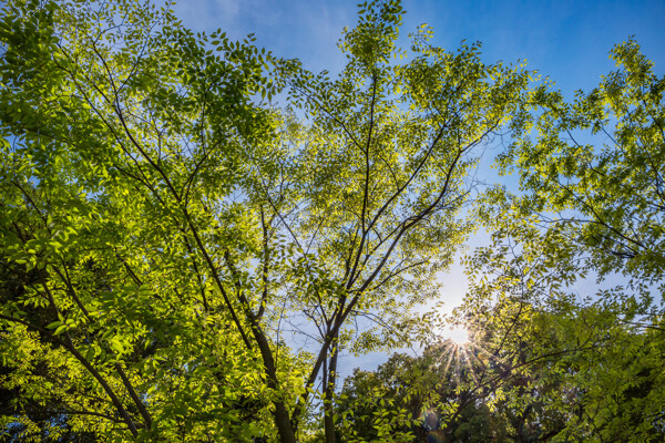 树绿树蓝天阳光