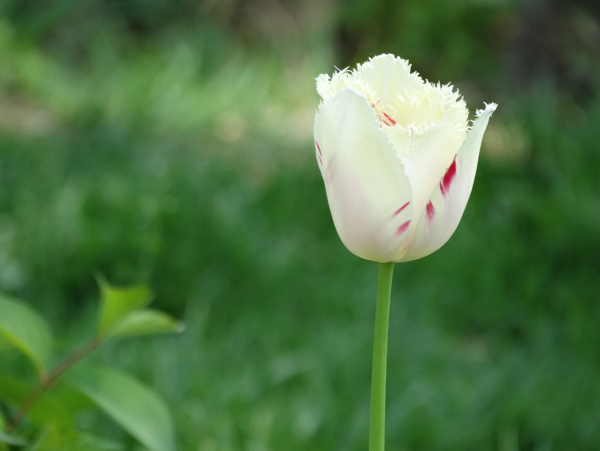 北京植物园鲜花郁金香图片