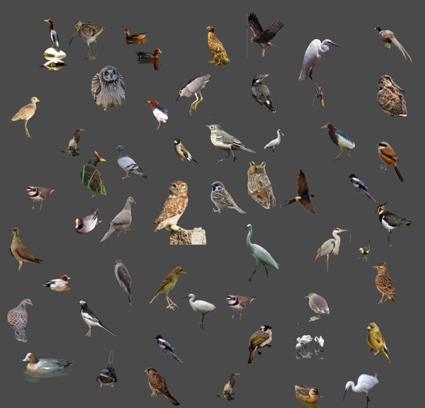 53种鸟类分类图片
