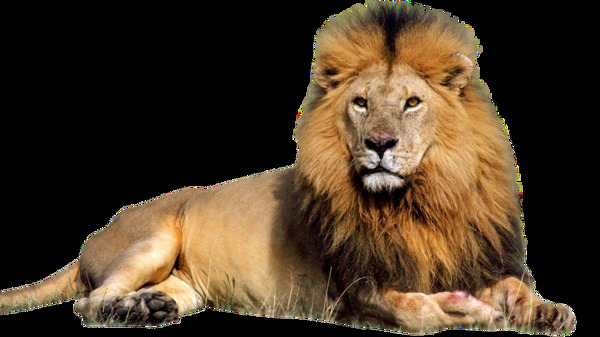 坐地上的狮子免抠png透明素材
