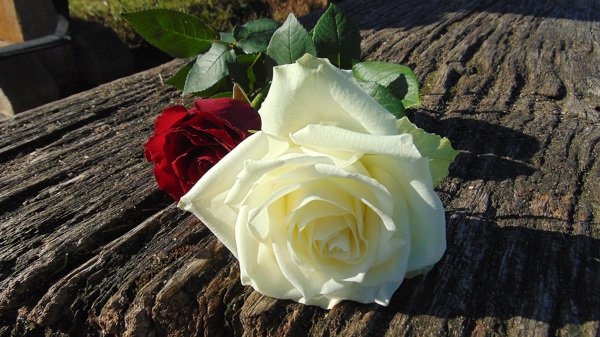 白玫瑰和红玫瑰